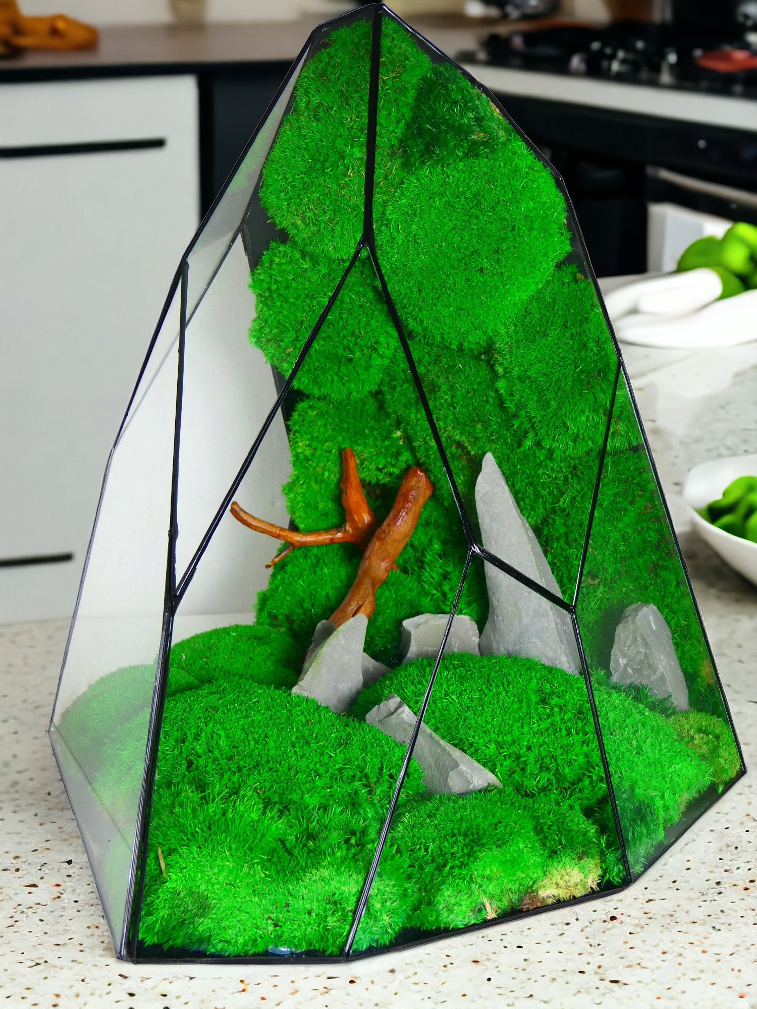 Terrarium In Edizione Limitata.