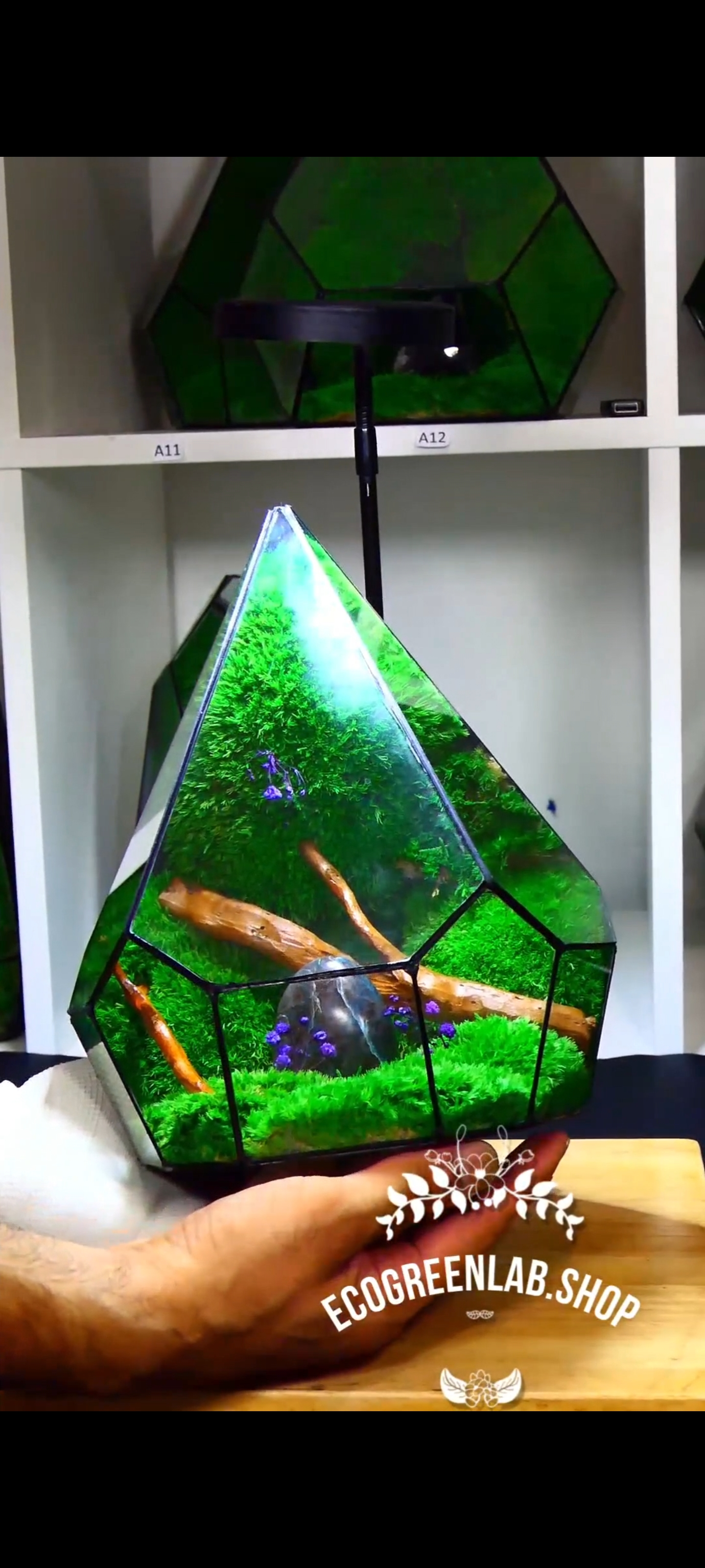 Terrarium con Uovo di Apatite