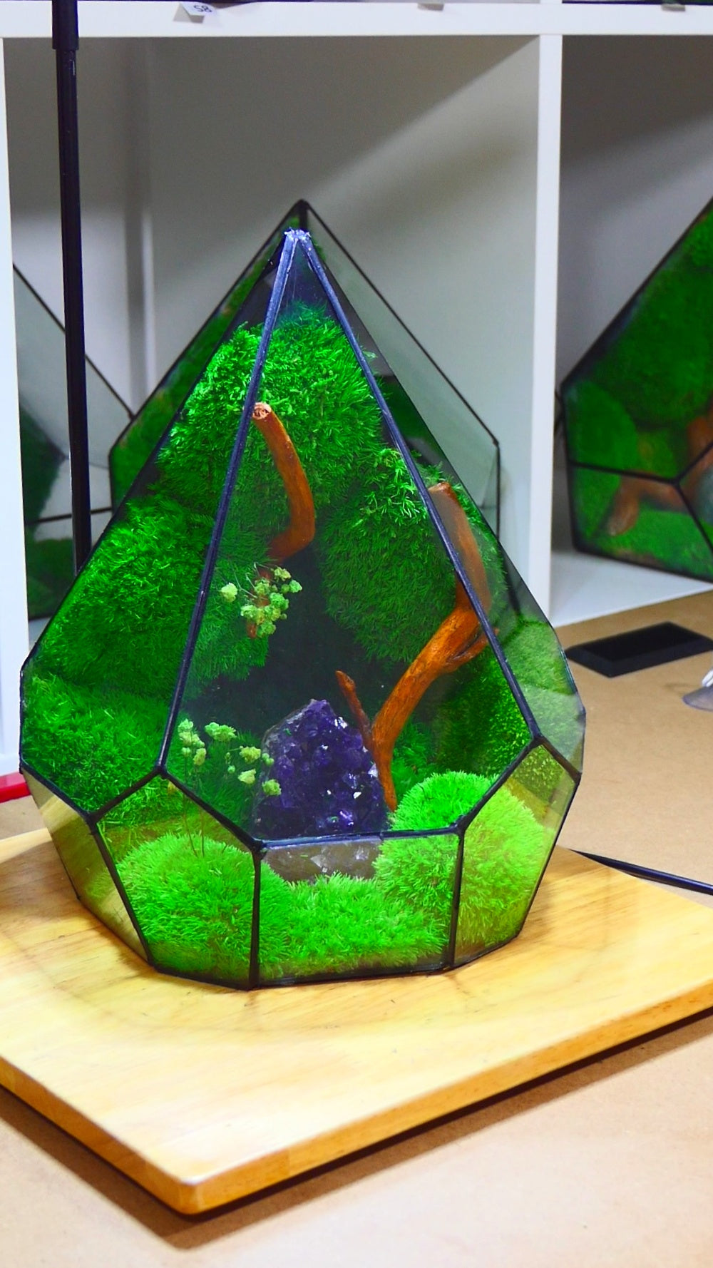 Terrarium A15 🌱  terrario di vetro terrario piante  terrario