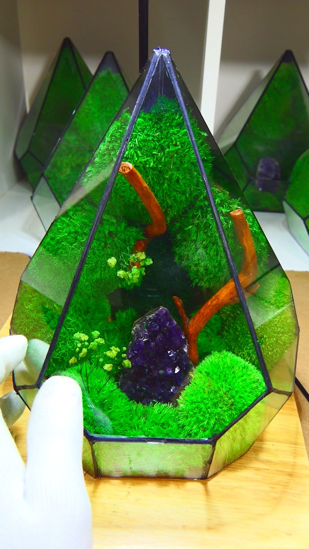 Terrarium A15 🌱 glass terrarium terrarium plants terrarium