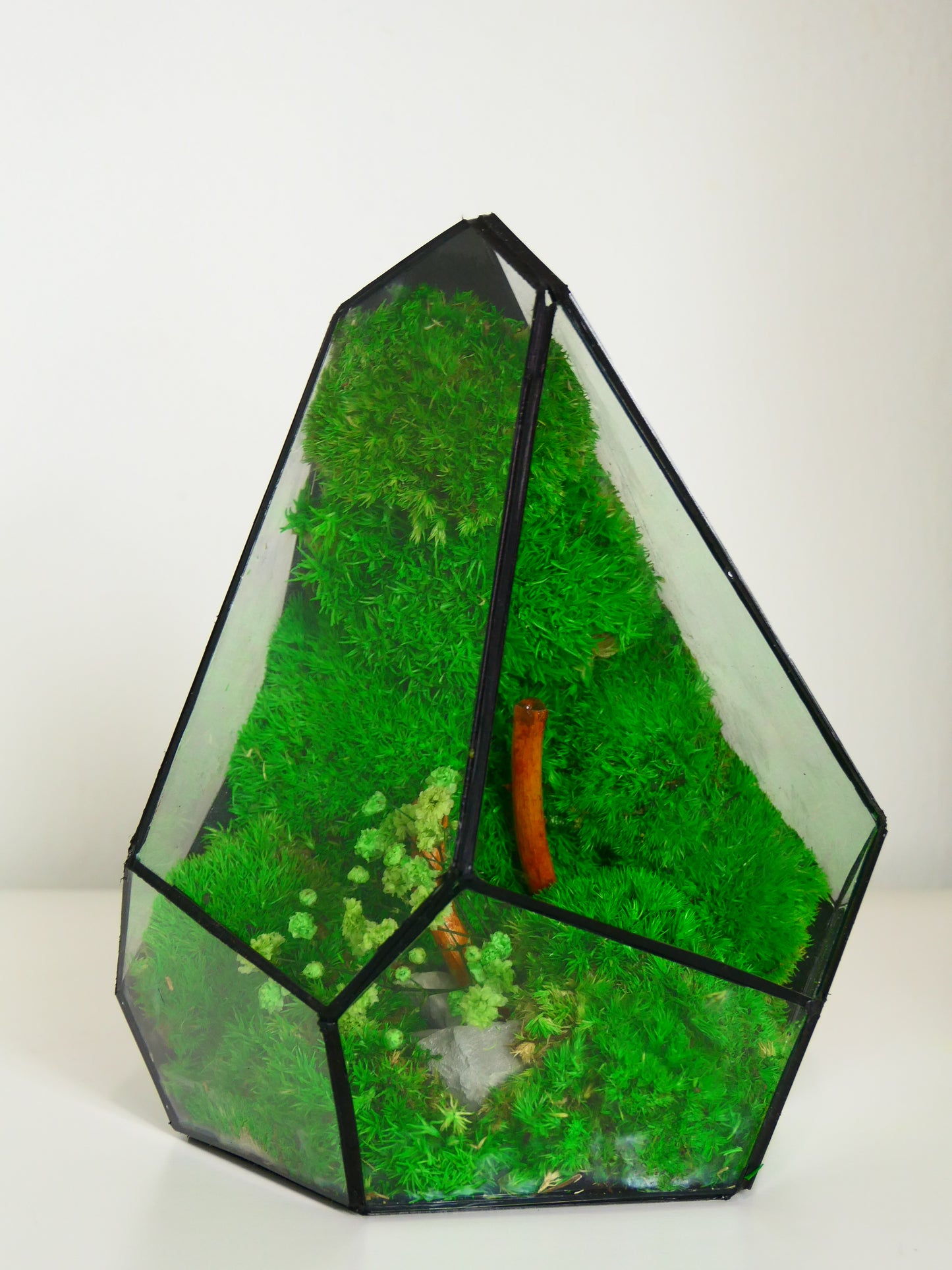 Terrarium T-139 🌱   terrario di vetro terrario piante  terrario