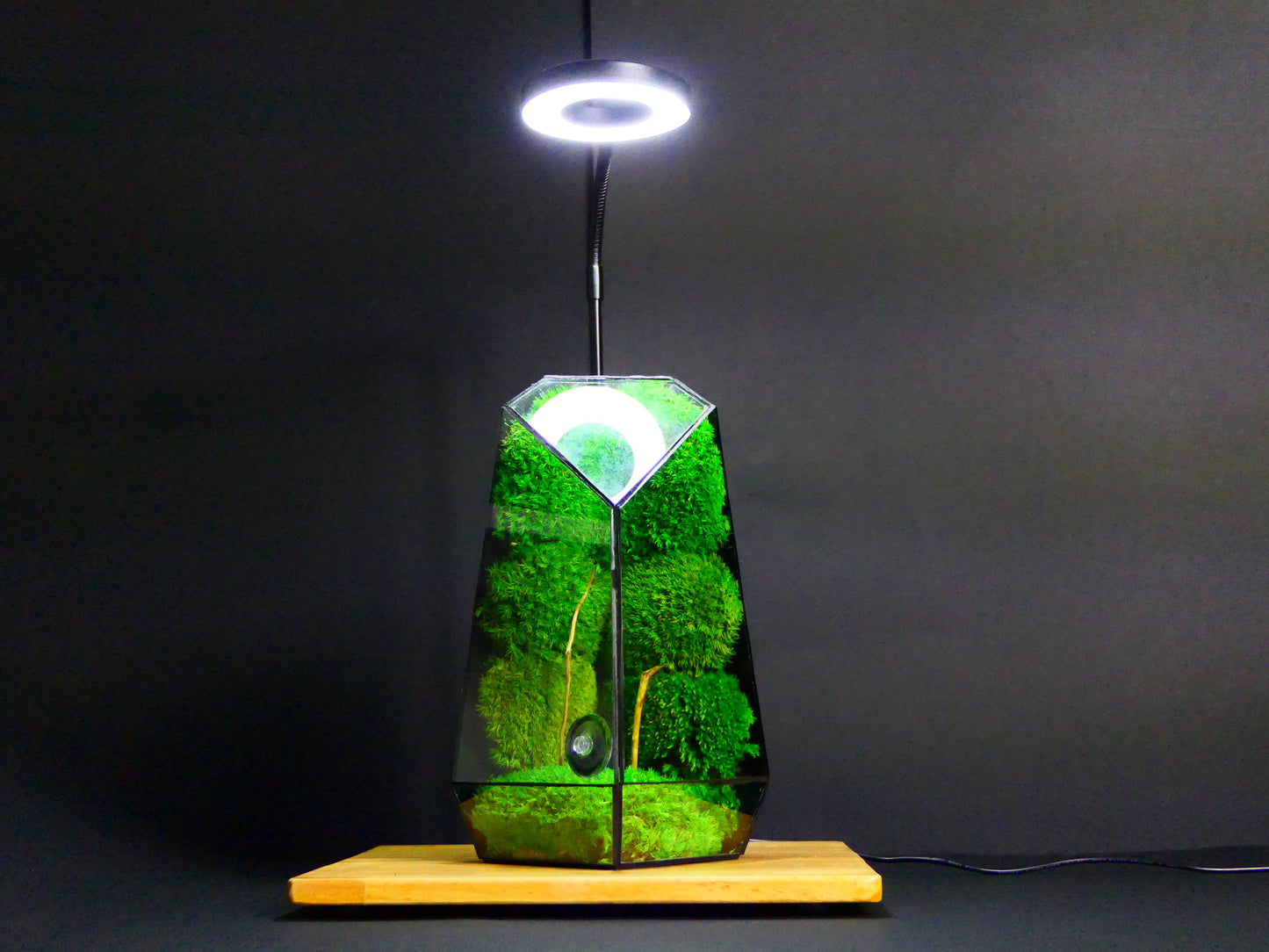 Luce LED 4k per esposizione terrarium ecogreenlab