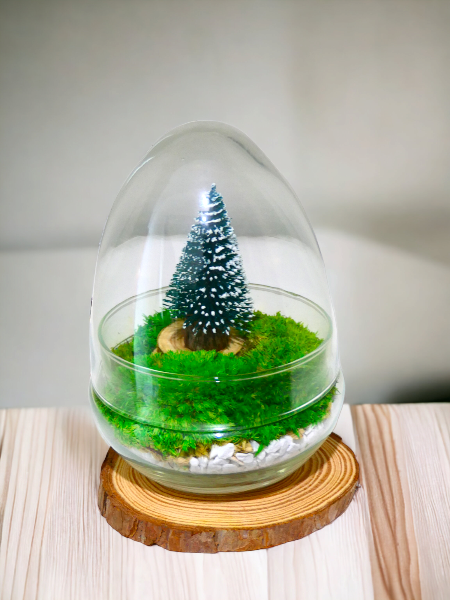 Terrarium a uovo "Natalizio" T-83 🌱 - Ecogreenlab