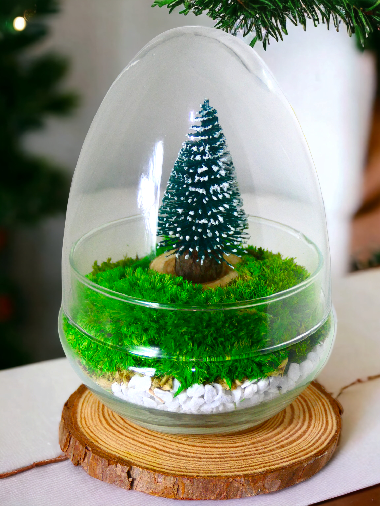 Terrarium a uovo "Natalizio" T-83 🌱 - Ecogreenlab