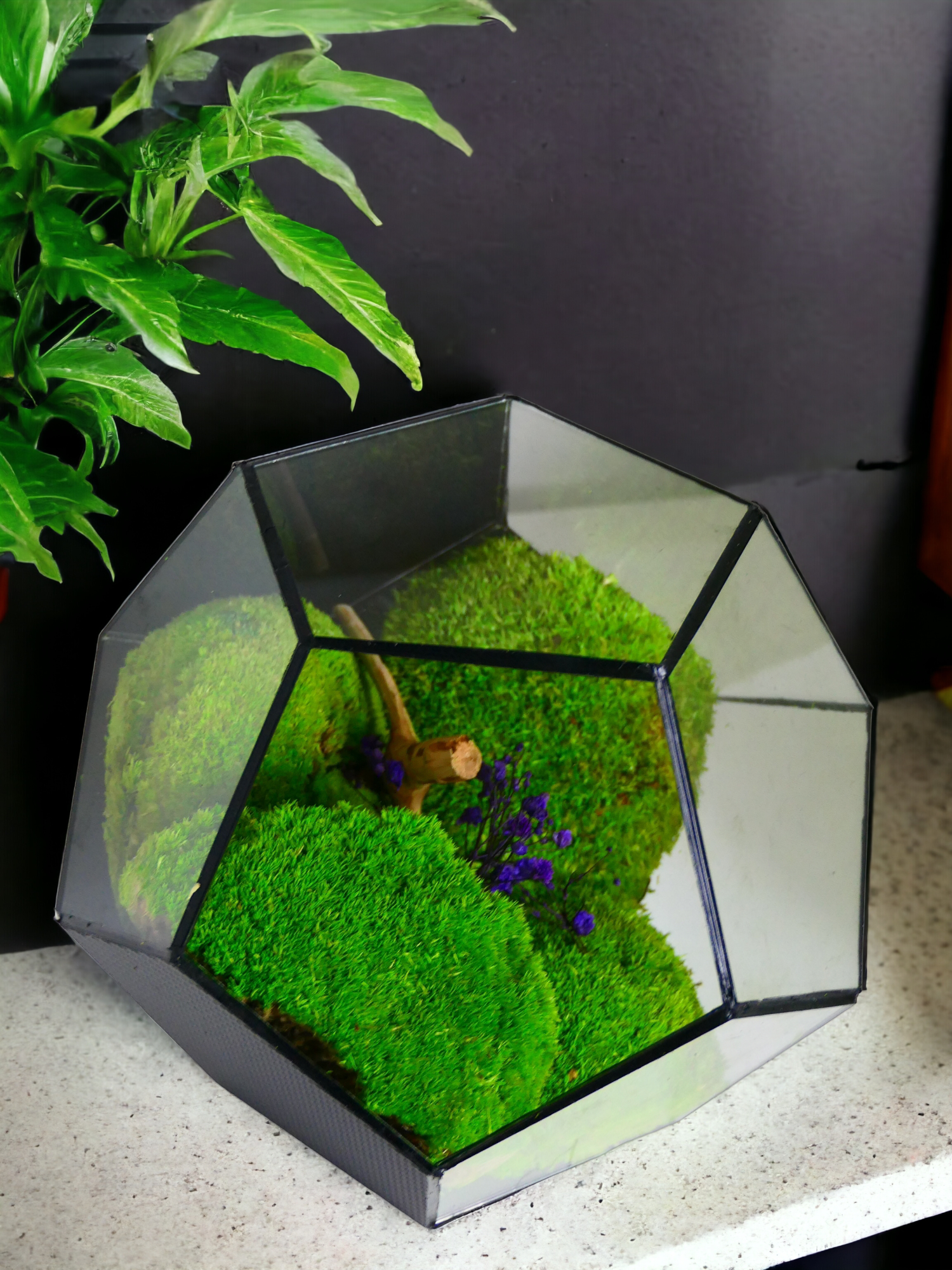 Decaedro T-88 🌱 Terrarium - Ecogreenlab