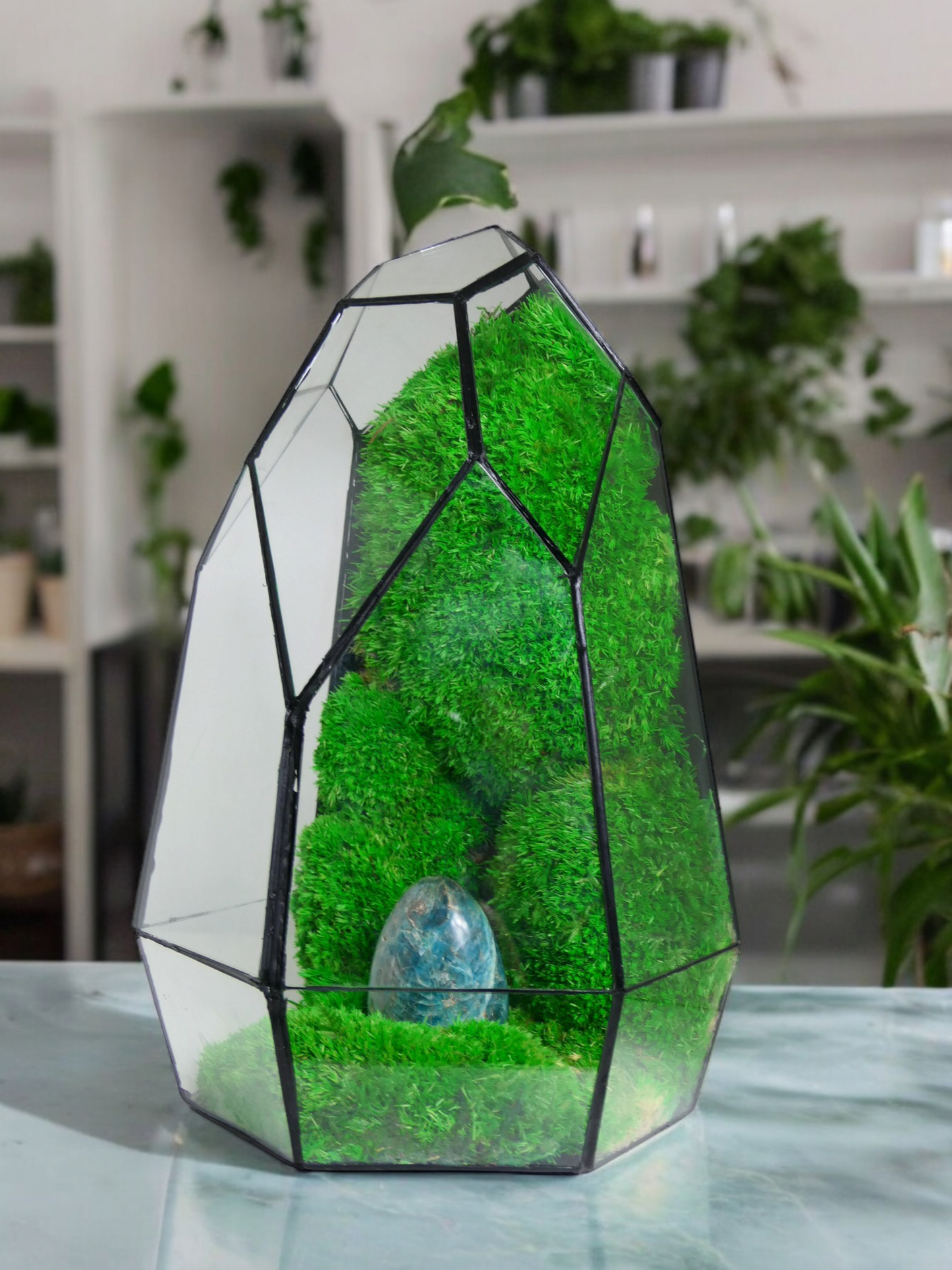 Terrarium P4 🌱   terrario di vetro terrario piante  terrario