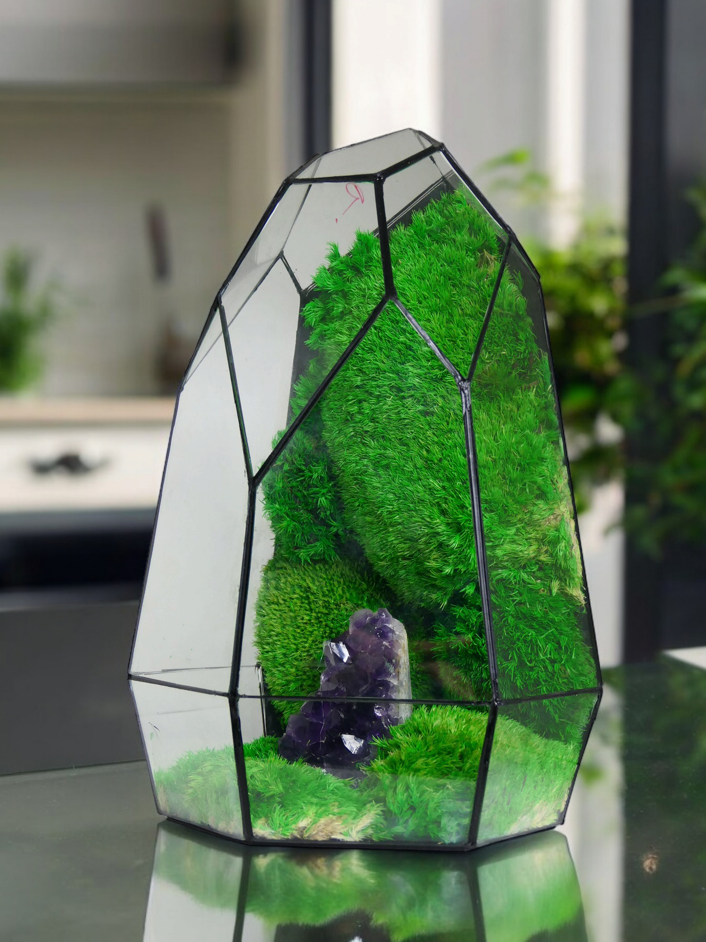 Terrarium A7 🌱  terrario di vetro terrario piante  terrario