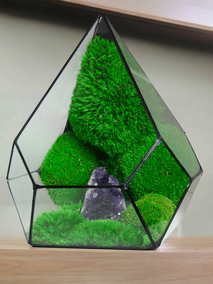 Terrarium A14 🌱 terrario di vetro terrario piante  terrario