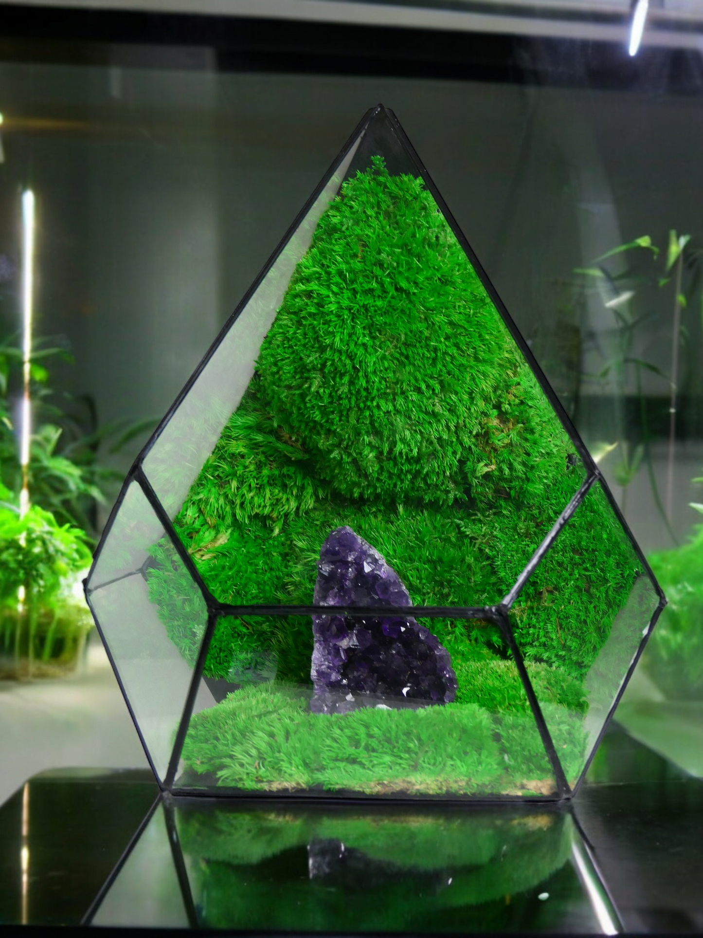 Terrarium A19 🌱 glass terrarium terrarium plants terrarium