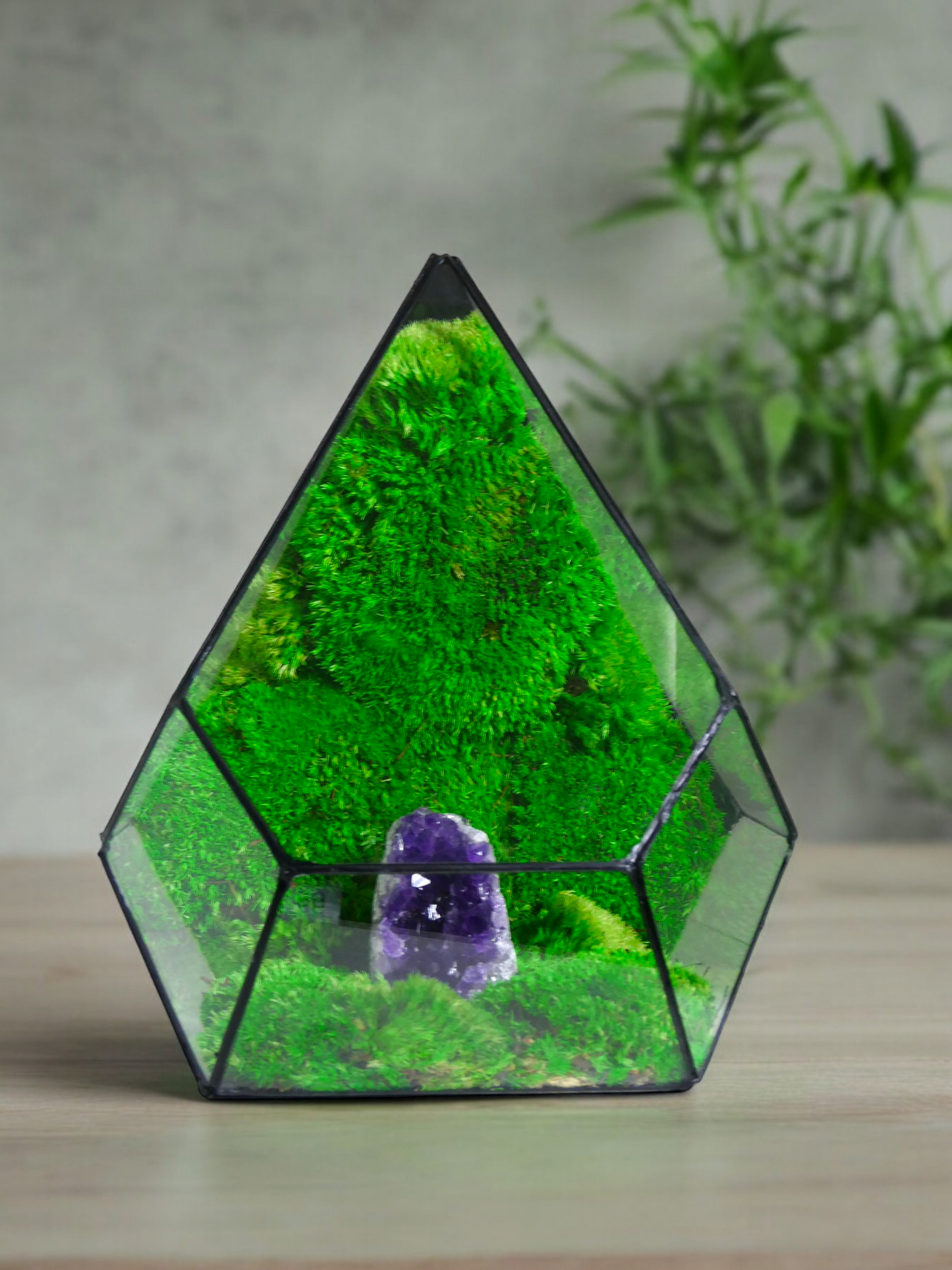 Terrarium A20 🌱 glass terrarium terrarium plants terrarium