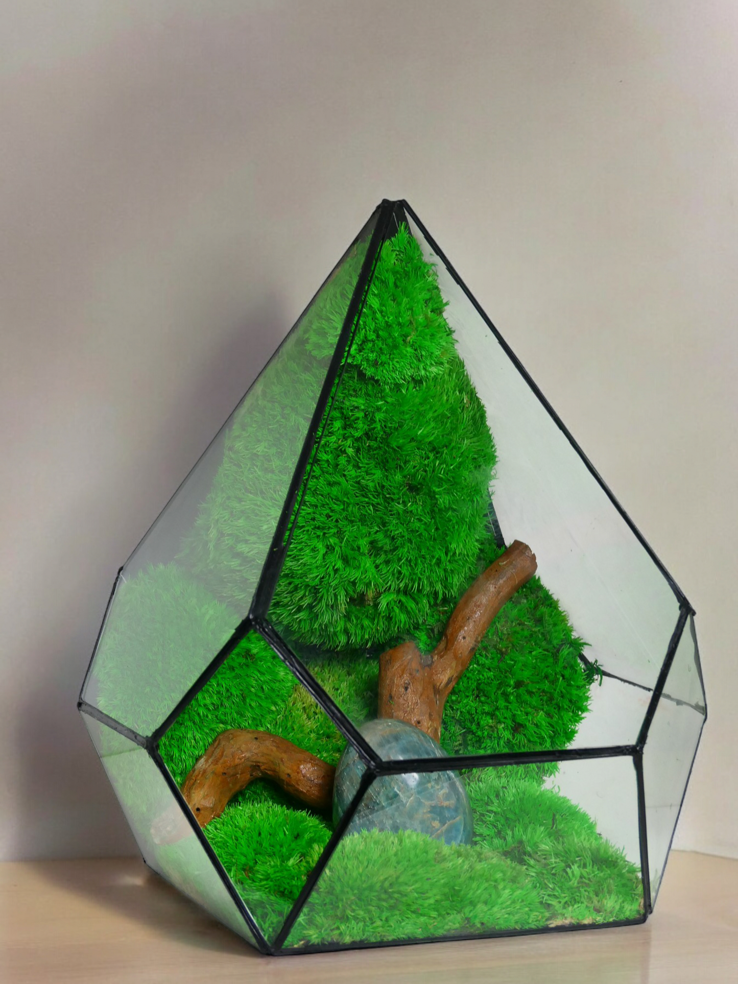 Terrarium P8 🌱   terrario di vetro terrario piante  terrario