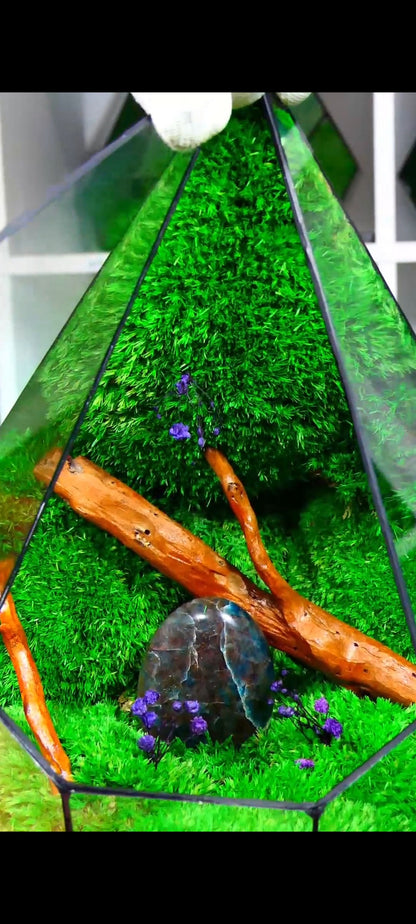 Terrarium P6🌱   terrario di vetro terrario piante  terrario