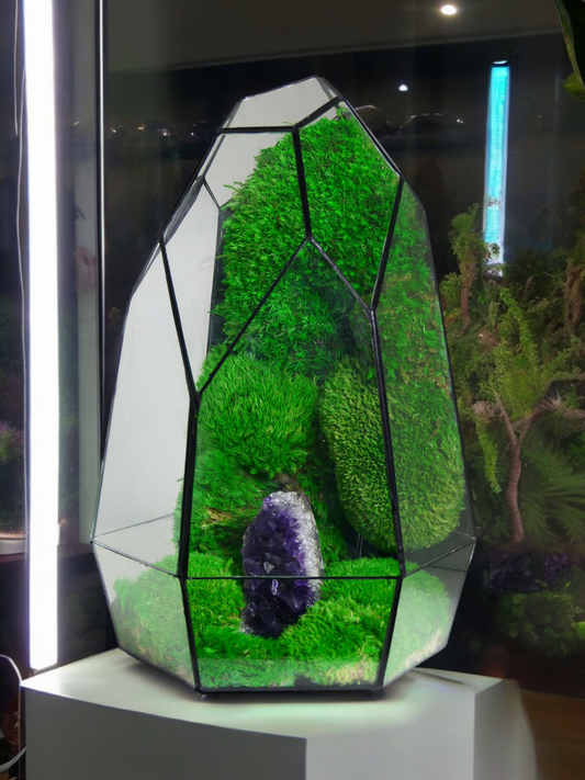 Terrarium A13 🌱   terrario di vetro terrario piante  terrario